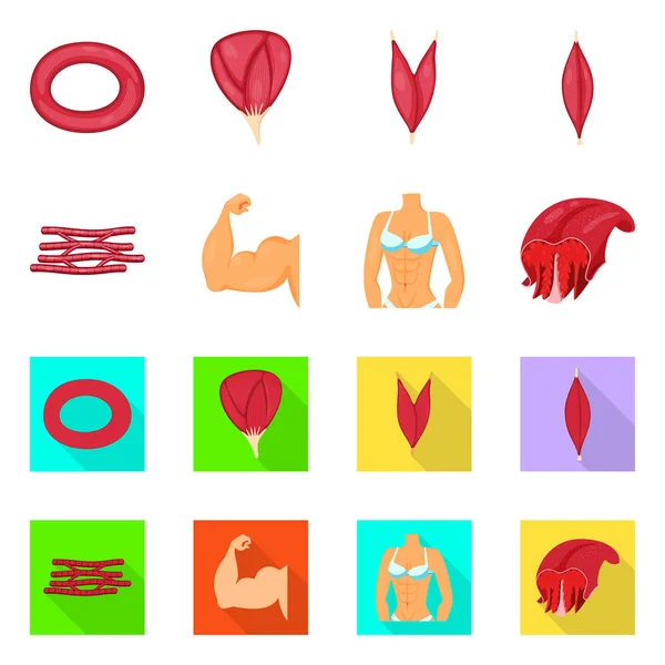 Vector design of fiber and muscular icon. Collection of fiber and body  stock symbol for web. — Stock Vector