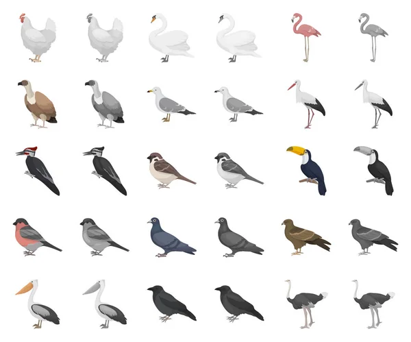 Tipos de aves desenhos animados, ícones monocromáticos em coleção de conjuntos para design. Home and wild bird vector symbol stock web illustration . —  Vetores de Stock