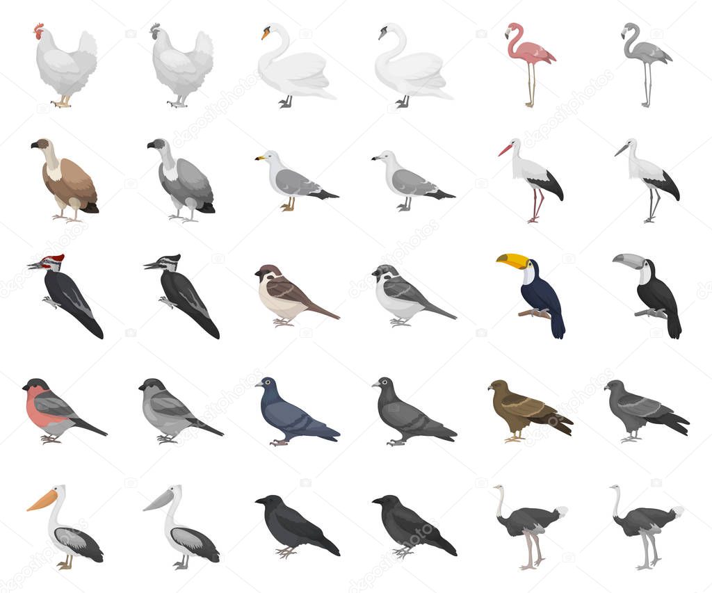 Types of birds cartoon,monochrom icons in set collection for design. Home and wild bird vector symbol stock  illustration.