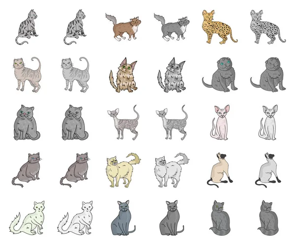 Races de chats dessin animé, icônes monochrome dans la collection set pour le design. Animaux chat vecteur symbole stock web illustration . — Image vectorielle