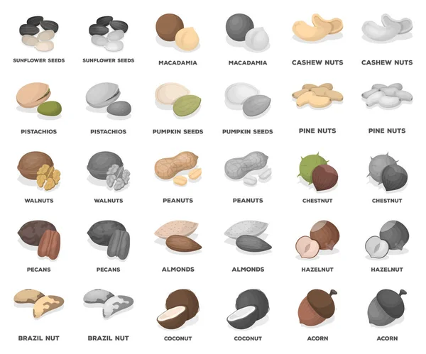 Verschillende soorten noten cartoon, monochrom pictogrammen in set collectie voor design. Moer voedsel vectorillustratie symbool voorraad web. — Stockvector
