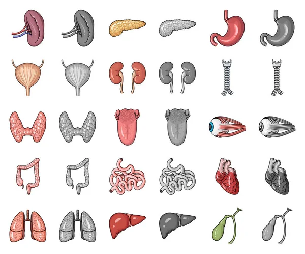 İnsan organlarını karikatür, set koleksiyonu tasarım için monochrom simgeler. Sembol stok web illüstrasyon vektör anatomi ve iç organlar.