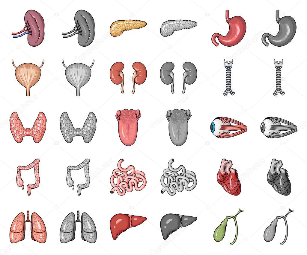 Human organs cartoon,monochrom icons in set collection for design. Anatomy and internal organs vector symbol stock web illustration.