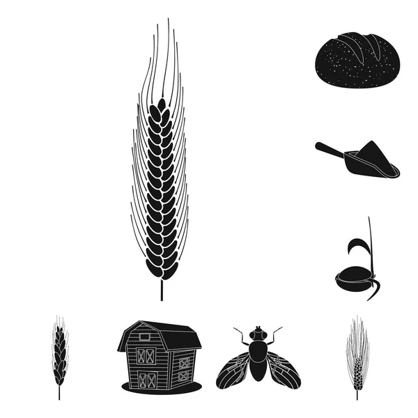 Векторні ілюстрації жита і значка рослини. Набір символів жита і кукурудзи для Інтернету . — стоковий вектор