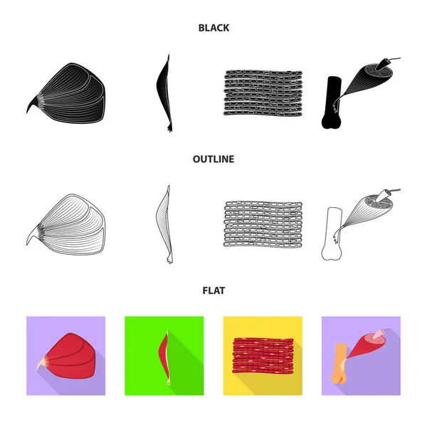 Ilustração vetorial de fibra e símbolo muscular. Conjunto de ícone de vetor de fibra e corpo para estoque . —  Vetores de Stock