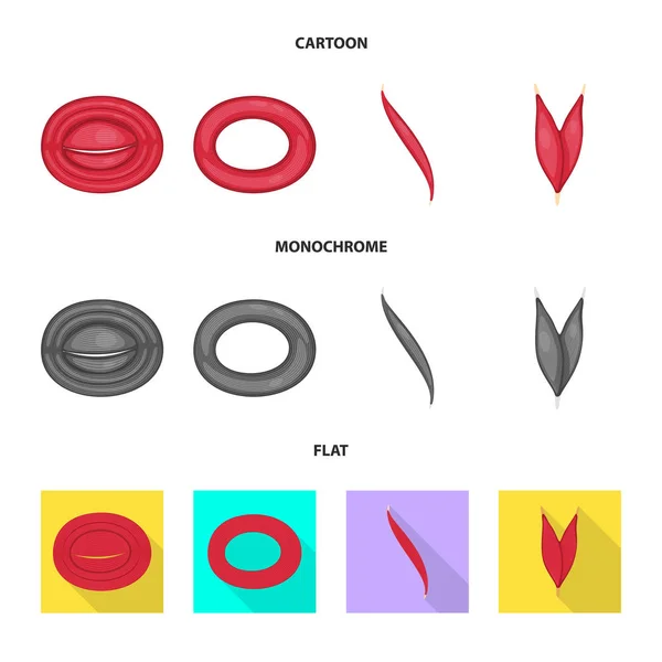 Vektor-Design aus Faser und muskulösem Symbol. Set aus Fasern und Karosserieteilen für das Web. — Stockvektor