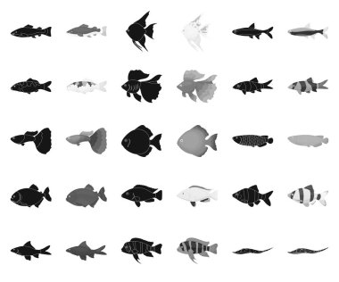 Set koleksiyonu tasarım için balık siyah, tek renkli simgeler farklı türleri. Deniz ve akvaryum balık sembol stok web illüstrasyon vektör.