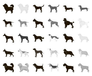 Köpek ırkları set koleksiyonu tasarım için siyah, tek renkli simgeler. Köpek evde beslenen hayvan vektör simge stok web çizim.