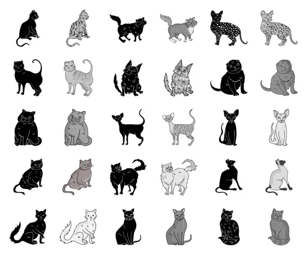 Races de chats noir, icônes monochromes dans la collection ensemble pour le design. Animaux chat vecteur symbole stock web illustration . — Image vectorielle