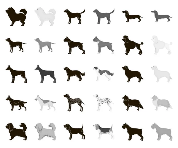 Raças de cães preto, ícones monocromáticos na coleção de conjuntos para design.Dog animal de estimação símbolo web ilustração . — Vetor de Stock