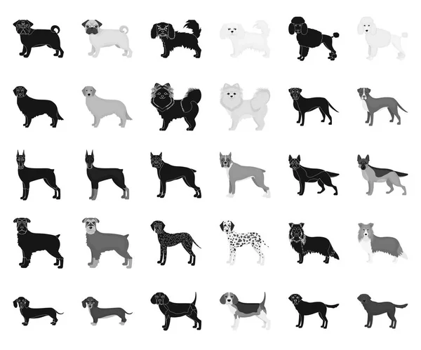 Psí plemena černé, černobílé ikony v nastavení kolekce pro design. Pes domácí vektor symbol akcií web ilustrace. — Stockový vektor