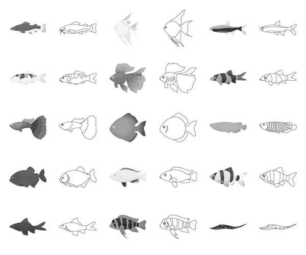 Diferentes tipos de peces monocromáticos, esbozan iconos en la colección de conjuntos para el diseño. Marino y acuario peces vector símbolo stock web ilustración . — Archivo Imágenes Vectoriales