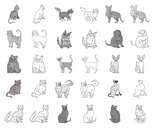 Races de chats monochromes, icônes contour dans la collection ensemble pour le design. Animaux chat vecteur symbole stock web illustration . — Image vectorielle