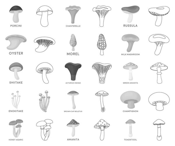 Poisonous and edible mushroom monochrome,outline icons in set collection for design. Different types of mushrooms vector symbol stock web illustration.