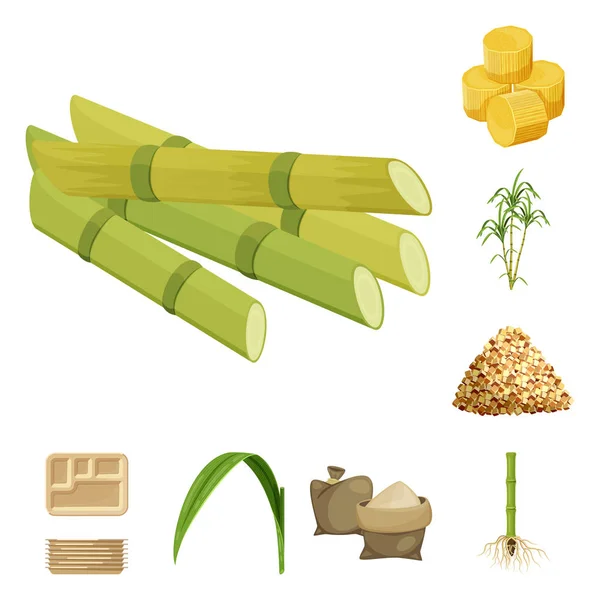 Design vettoriale della canna da zucchero e simbolo della canna da zucchero. Raccolta di illustrazione vettoriale della canna da zucchero e dello stock di campo . — Vettoriale Stock