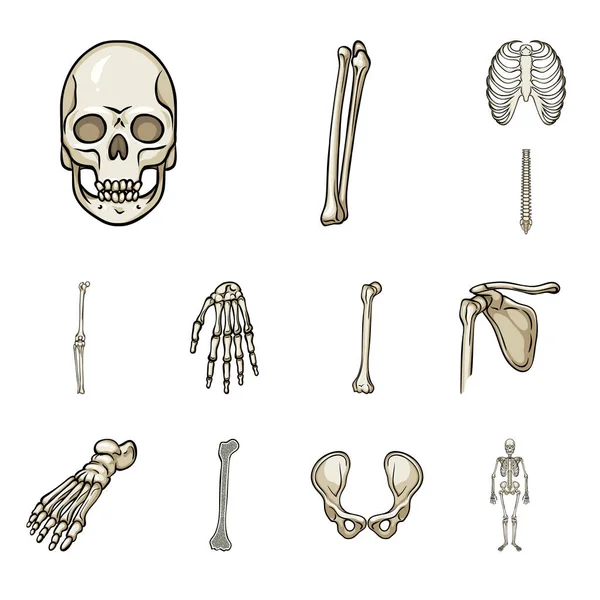 Vector εικονογράφηση εικόνα των οστών και του σκελετού. Σύνολο των οστών και το ανθρώπινο απόθεμα σύμβολο για το web. — Διανυσματικό Αρχείο