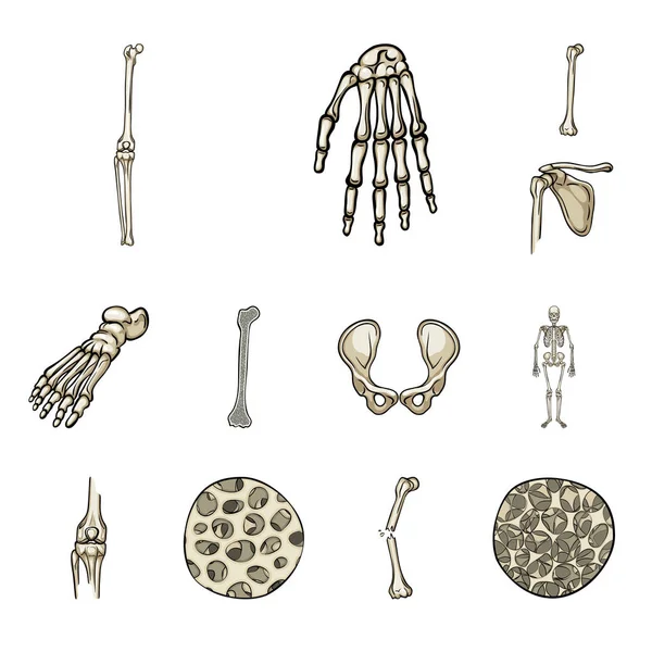 Vektorové ilustrace ikony kosti a kostra. Kostí a lidské burzovní symbol pro web. — Stockový vektor