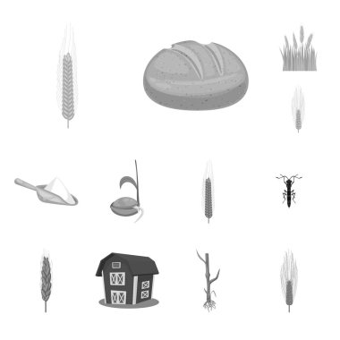 Çavdar ve bitki simge vektör tasarımı. Çavdar topluluğu ve hisse senedi için Mısır vektör simgesi.