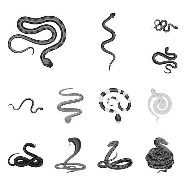 Diseño vectorial del icono de daño y mordida. Conjunto de daño y reptil símbolo de stock para la web . — Vector de stock