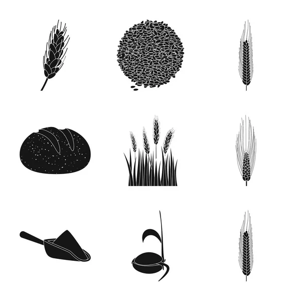 Illustration vectorielle du seigle et de l'icône végétale. Ensemble de symbole de stock de seigle et de maïs pour la toile . — Image vectorielle