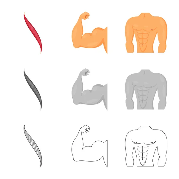 Objeto aislado de fibra e icono muscular. Conjunto de fibra y cuerpo stock vector ilustración . — Vector de stock