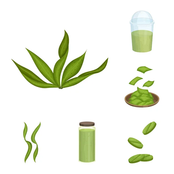 Diseño vectorial de espirulina e icono de algas marinas. Colección de espirulina y vector vegano icono para stock . — Archivo Imágenes Vectoriales