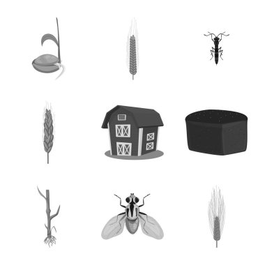 Çavdar ve bitki simge vektör tasarımı. Çavdar ve Mısır hisse senedi simgesi web için kümesi.