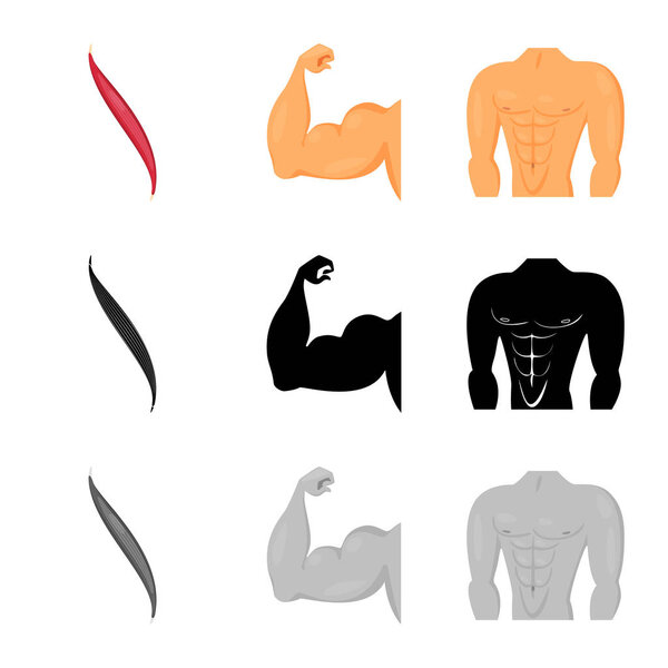 Isolated object of fiber and muscular logo. Set of fiber and body  stock symbol for web.