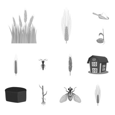 Çavdar ve bitki sembolü yalıtılmış nesne. Çavdar kümesi ve hisse senedi için Mısır vektör simgesi.