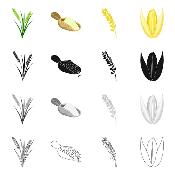 Diseño vectorial de cultivos y logotipo ecológico. Colección de cultivos y caldo de cocina símbolo para la web . — Archivo Imágenes Vectoriales