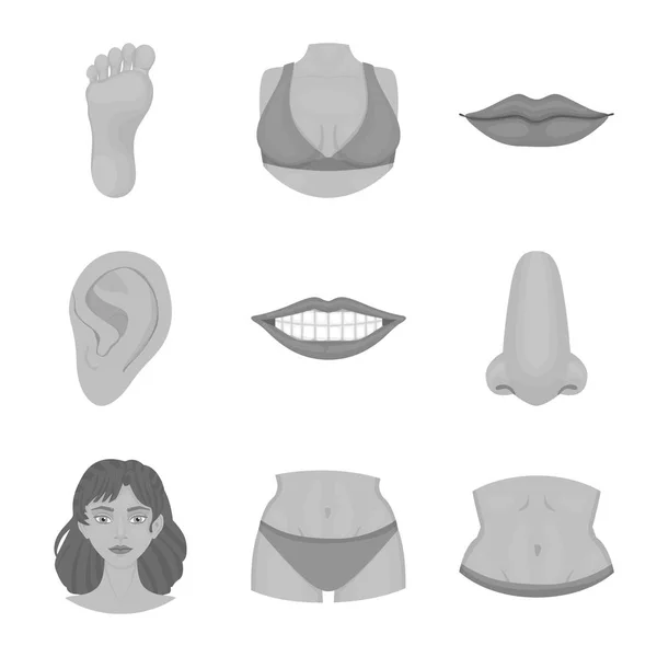 Векторная иллюстрация иконки тела и части тела. Набор векторной иллюстрации тела и анатомии . — стоковый вектор