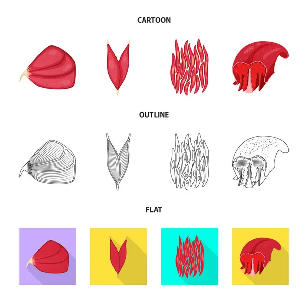 纤维和肌肉体征的矢量设计。集纤维和身体矢量图标的股票. — 图库矢量图片