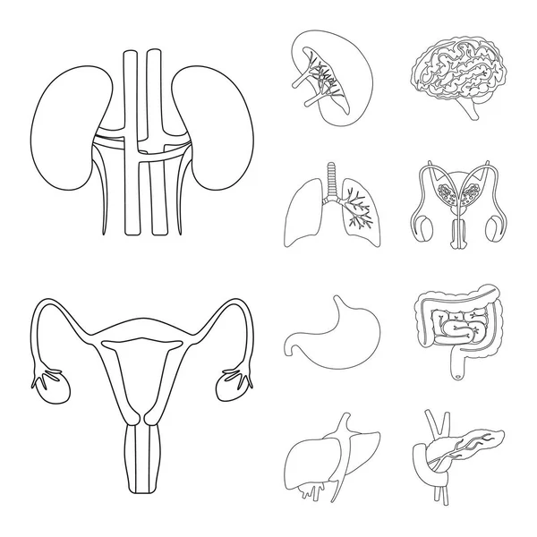 Design vettoriale dell'anatomia e del logo degli organi. Raccolta di anatomia e stock simbolo medico per il web . — Vettoriale Stock