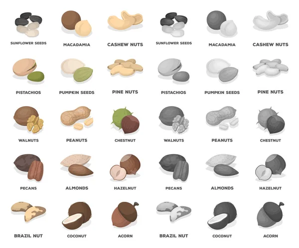 Différents types de noix dessin animé, icônes mono dans la collection de jeu pour design.Nut Food vecteur symbole stock illustration web . — Image vectorielle