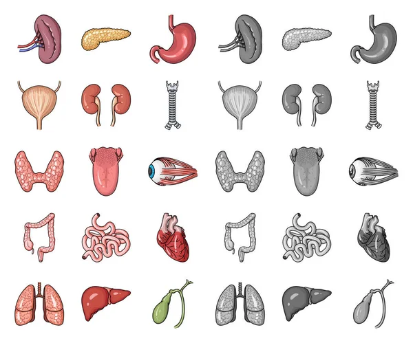 Dibujos animados de órganos humanos, iconos mono en la colección de conjuntos para el diseño. Anatomía y órganos internos vector símbolo stock web ilustración . — Vector de stock