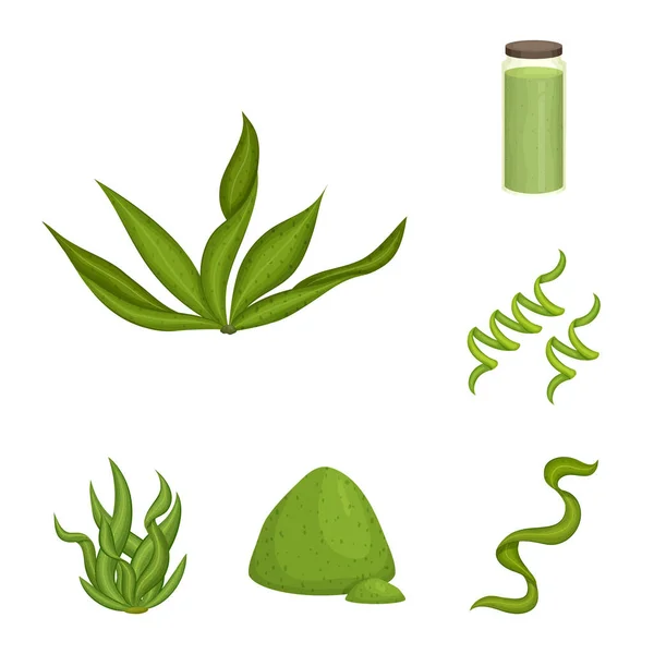 Projeto vetorial de espirulina e logotipo de algas. Conjunto de espirulina e símbolo de estoque vegan para web . — Vetor de Stock