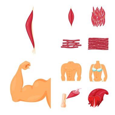 Vector illustration of muscle and cells symbol. Set of muscle and anatomy vector icon for stock. clipart