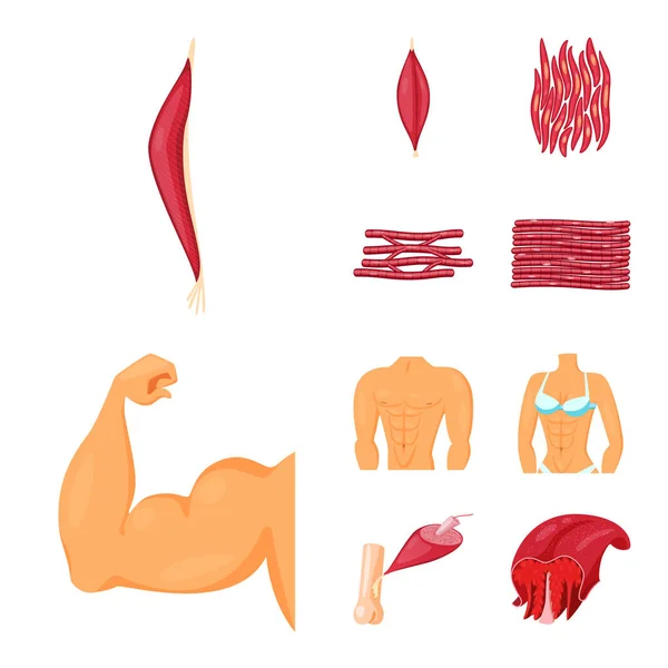 Vector illustration of muscle and cells symbol. Set of muscle and anatomy vector icon for stock. — Stock Vector