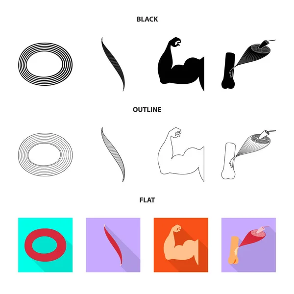 Diseño vectorial de fibra y logo muscular. Conjunto de fibra y cuerpo símbolo de stock para web . — Archivo Imágenes Vectoriales