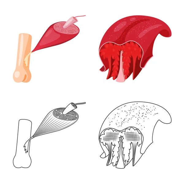 Vectorillustratie van glasvezel en gespierde pictogram. Aantal vezels en lichaam vector pictogram voor voorraad. — Stockvector