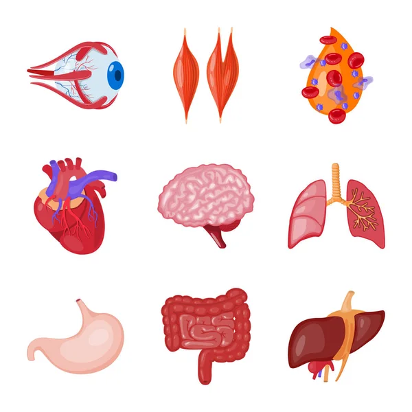 解剖と臓器のシンボルのベクター デザイン。解剖学および web 医療株式記号のコレクション. — ストックベクタ