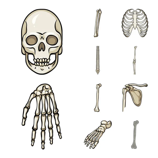 Geïsoleerde object van bot- en skelet teken. Set van bot- en menselijke vector pictogram voor voorraad. — Stockvector