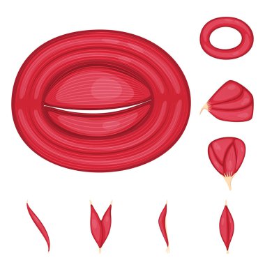 Kas ve hücreleri sembolü yalıtılmış nesne. Web için kas ve anatomi hisse senedi simgesi kümesi.