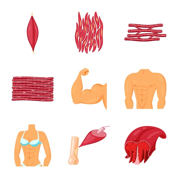 Isolerade objekt av muskler och celler kännetecken. Uppsättning av muskler och anatomi vektor ikonen för lager. — Stock vektor
