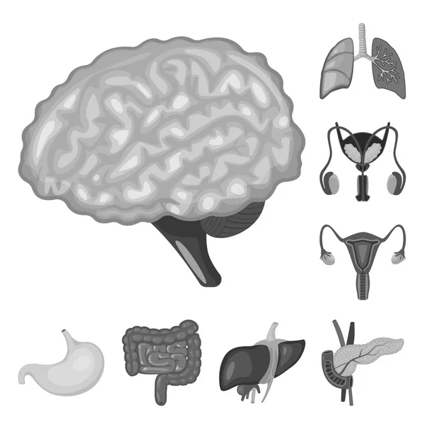 Ilustración vectorial del signo interno y médico. Conjunto de símbolo de stock interno y de salud para web . — Vector de stock