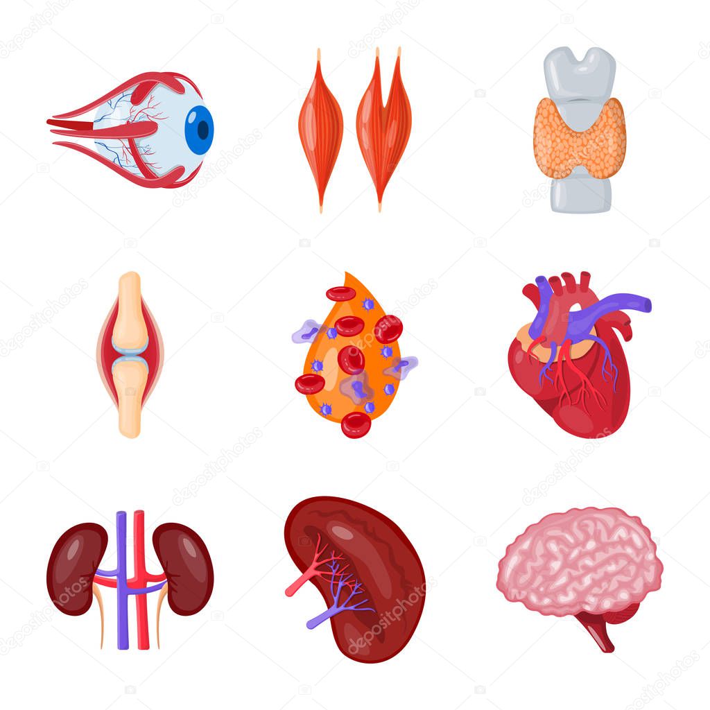 Vector illustration of anatomy and organ logo. Collection of anatomy and medical vector icon for stock.