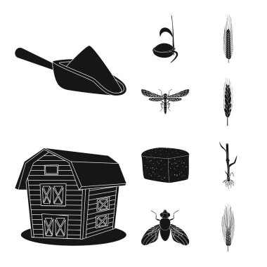 Çavdar ve bitki simge vektör tasarımı. Çavdar kümesi ve hisse senedi için Mısır vektör simgesi.