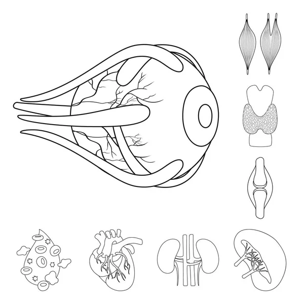 Vektor design av anatomi och orgel symbol. Samling av anatomi och medicinska vektor ikon för lager. — Stock vektor