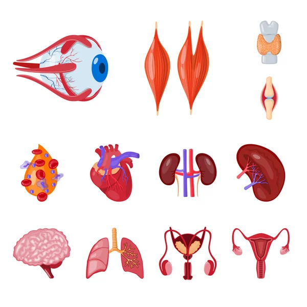 解剖と臓器のロゴの孤立したオブジェクト。解剖学と医療株式ベクトル図のセット. — ストックベクタ