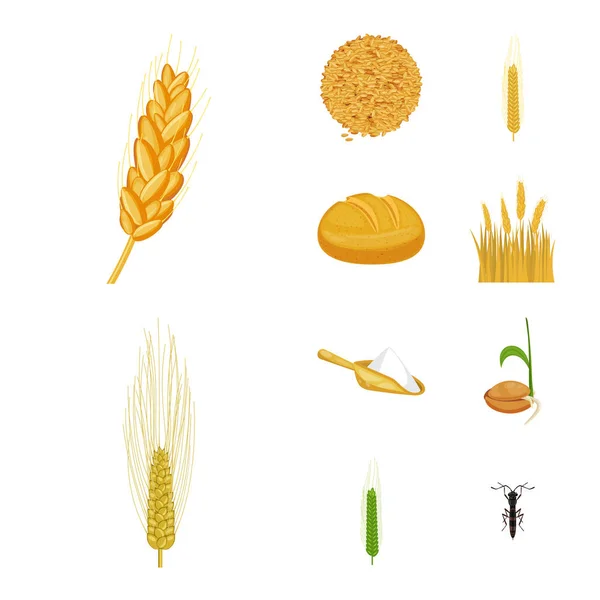 小麦とトウモロコシのサインの孤立したオブジェクト。小麦のセット、ストックの収穫ベクトル アイコン. — ストックベクタ